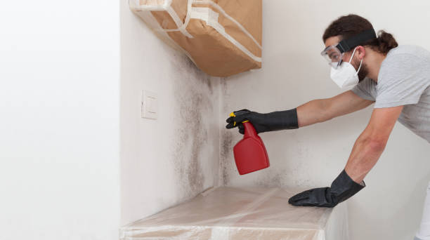 Professional Basement Mold Remediation technician working in Efland, NC